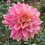 Thumbnail: Gerrie Hoek Dahlia