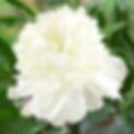 Peony lactiflora 'Bridal Shower'