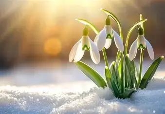 Perce-neige dans la neige, est la fleur de la force et de la résilience.