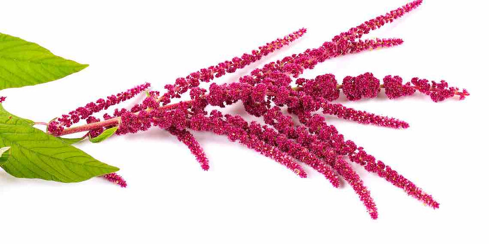 Feuille d'amarante qui, en florithérapie, accompagne la changement et le désespoir.