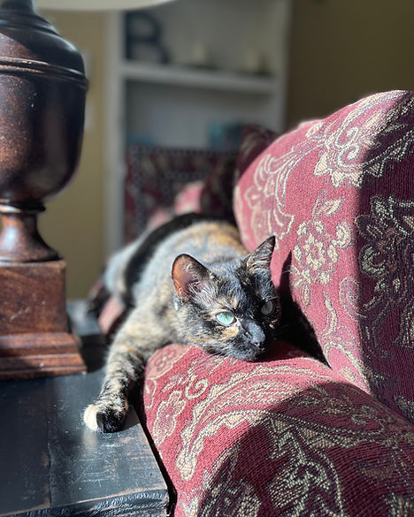 Tortoise shell cat lounging in the sun on the arm of a sofa