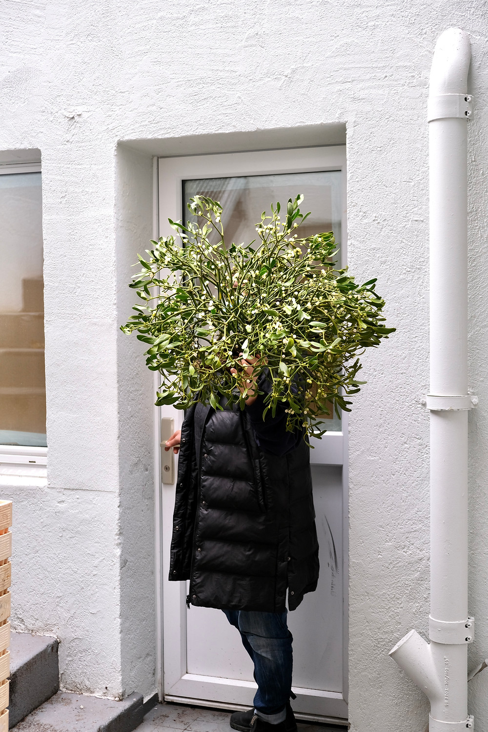 Mistelzweige bestellen Zürich Schweiz Mistelzweige Mistletoe