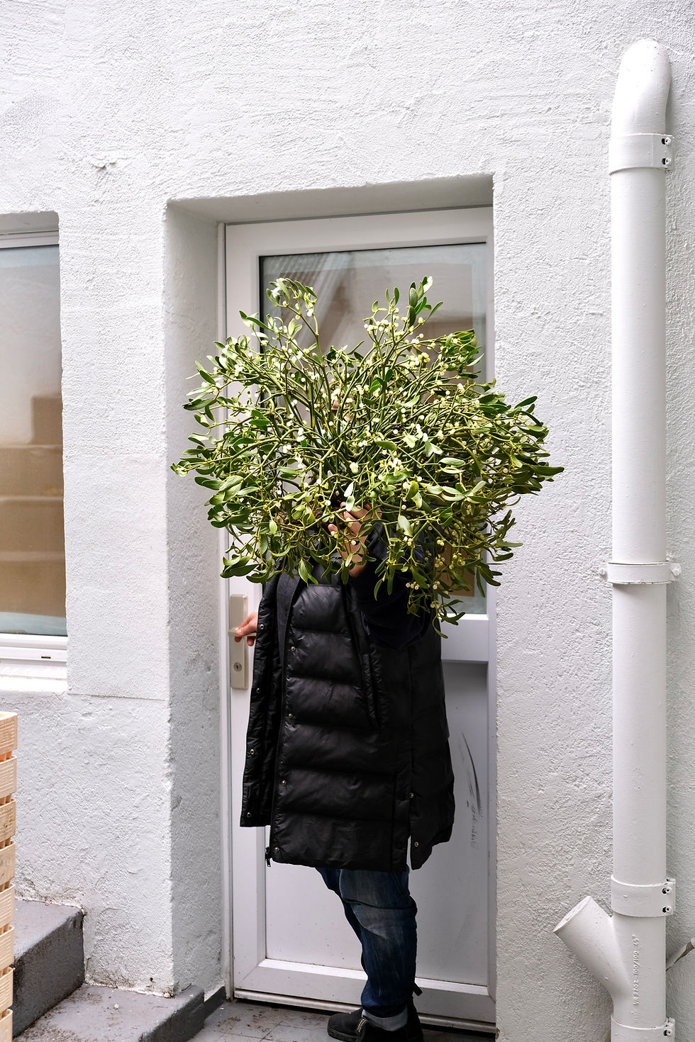 Mistelzweige bestellen Zürich Schweiz Mistelzweige Mistletoe