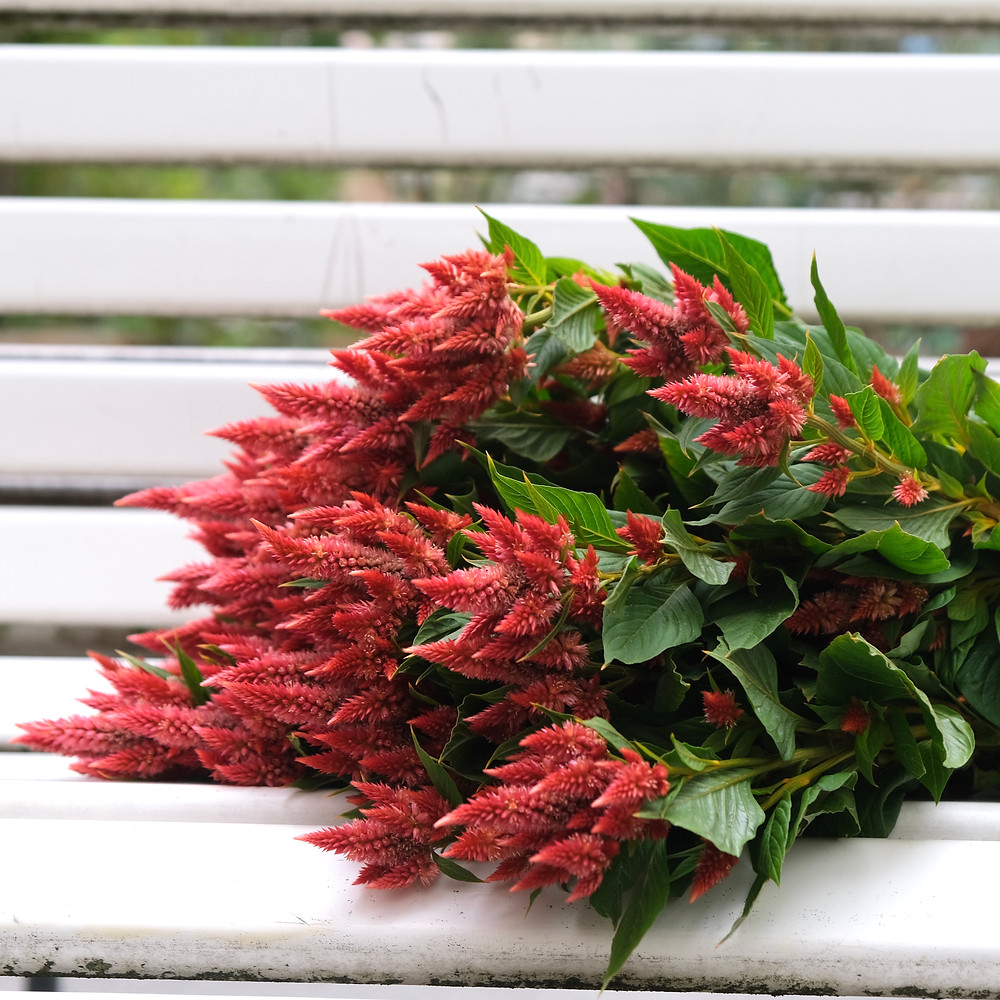 Blumenpost Celosia Blumen bestellen liefern Schweiz Zürich