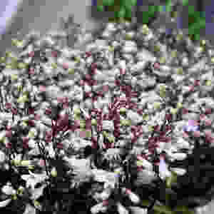 Penstemon, Bartfaden, Saisonblumen, Blumenpost, Schweiz