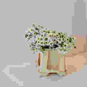 Margeriten, Blumenpost, Blumen, Schweiz