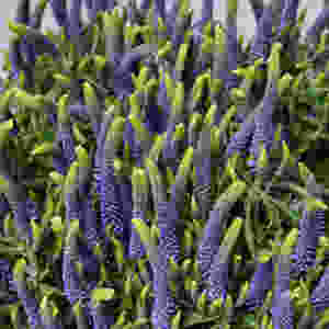 Blaue Veronica, Blumenpost, Schweiz