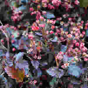Physocarpus, Laub, dunkel, Beeren, Blumenpost, Schweiz