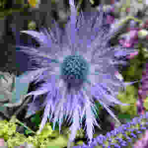 Blaudisteln, Blaue Distel, Blumenpost, Schweiz