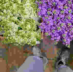 Blumen, Levkojen, Duft, Blumenpost, Schweiz