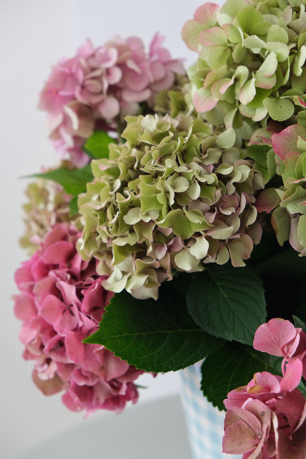 Hortensien Schweiz enSoie Startup Blumenpost Blumen Post