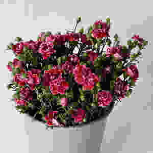 Nelken, Nägeli, Blumenpost, Schweiz