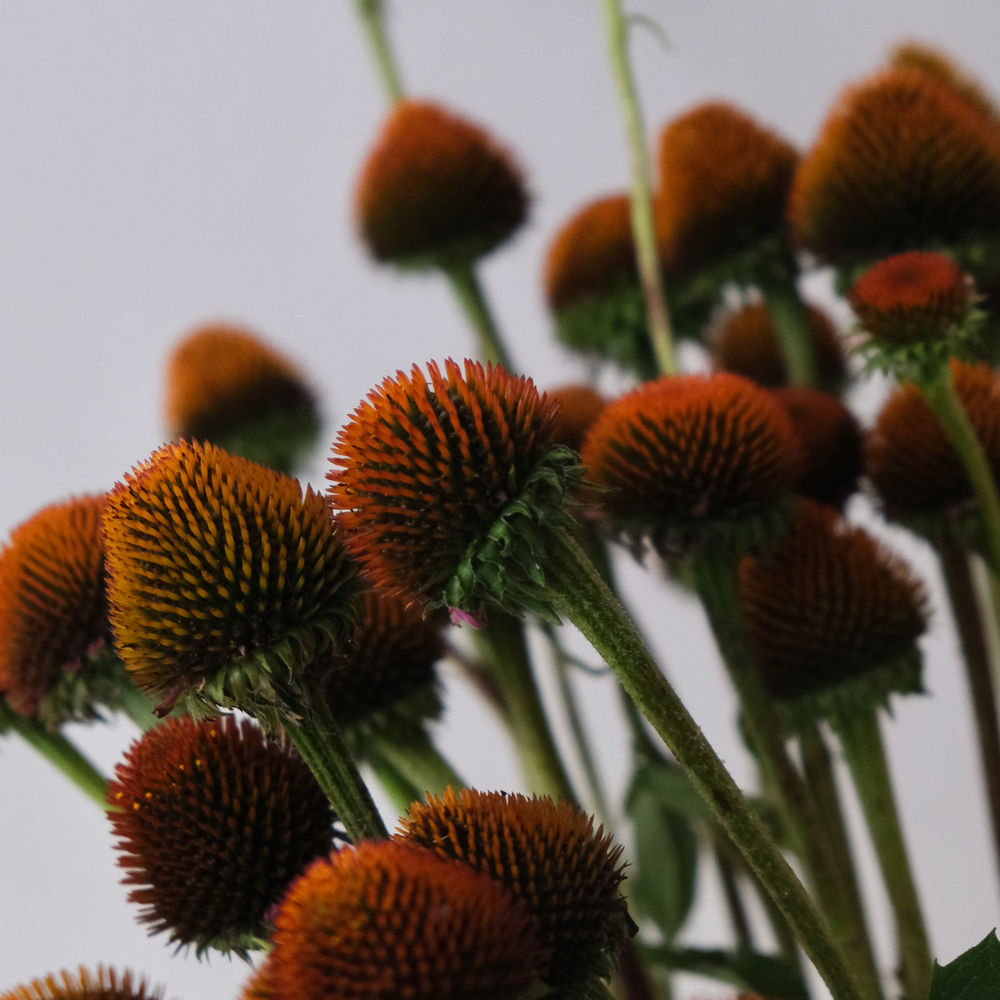 Welche Blumen blühen im Juli? Lies es in unserem SaisonKalender.