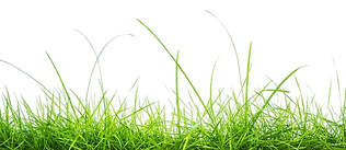 herbe-verte-fraiche-fond-blanc_1232-854-removebg-preview.png