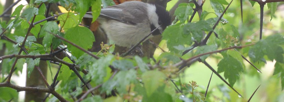 Chicadee_hawthorn_side.jpg