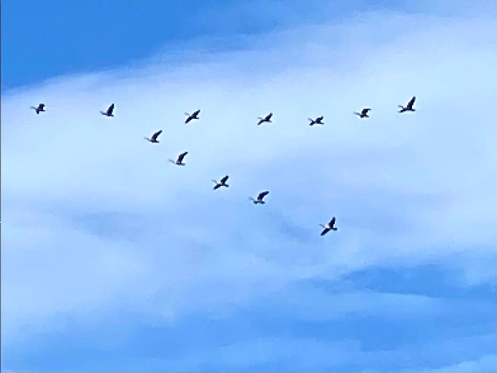 ree