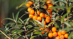 Sea buckthorn cpt Amy Lewis.jpg