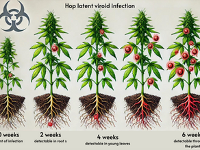 Hop Latent Viroid Is Not Going Away