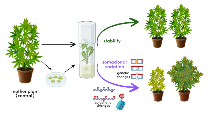Diagram of how somaclonal variation happens in cannabis tissue culture
