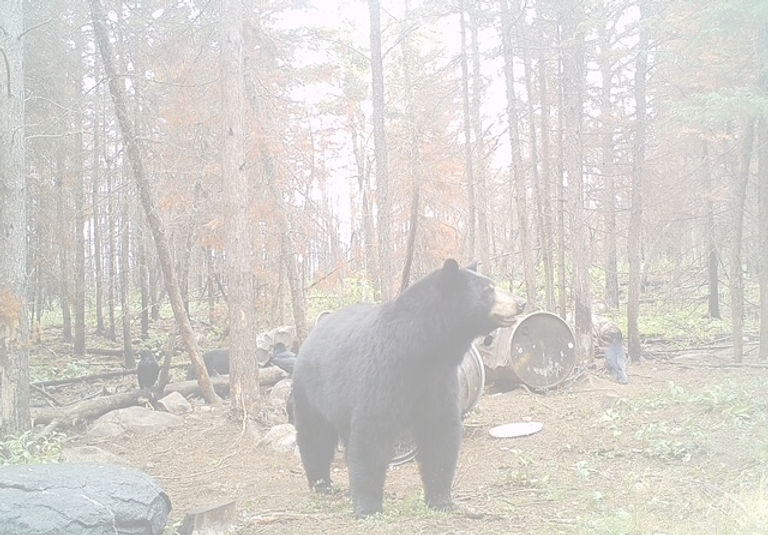 Black bear after fire_edited.jpg
