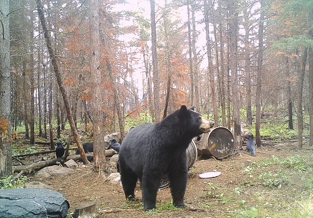 Black Bear Hunt — Hastings Bros. Outfitters – Hastings Bros. Outfitters