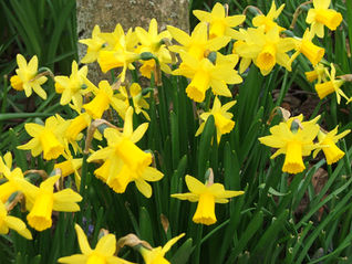Daffodils in bloom at Albrighton Trust 