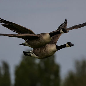 canada-geese-6283842_1920_edited_edited_