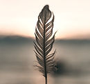 plume devant soleil couchant