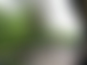 2024世界華文媒體社長總編輯深圳行|漫步生態長廊 領略山海連城
