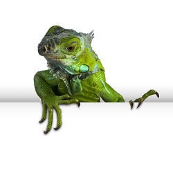 Image of iguana