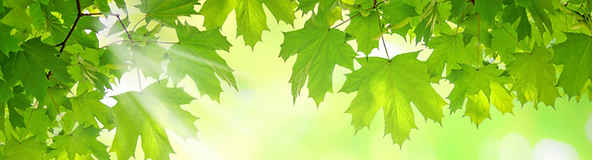 Bild Kinder schmal schmal Ahorn.png