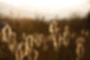 Moorkolben-mit-Berge.jpg
