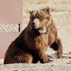 マザーライに追跡装置 保護へ生態調査