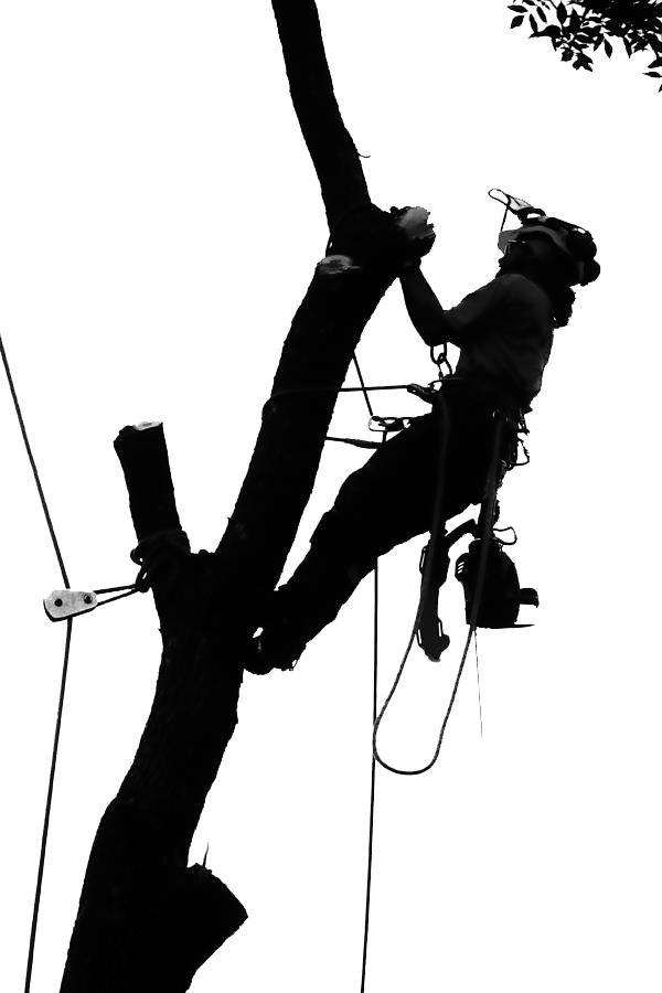 tree_climber_inv.png