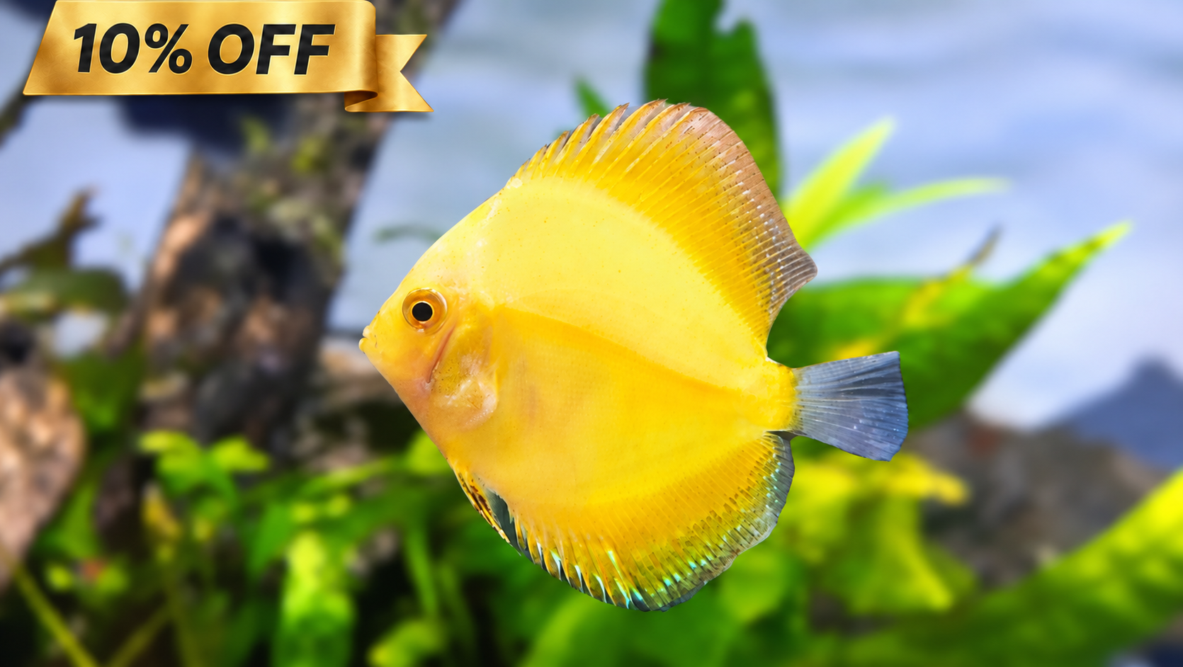 Super Yellow Discus