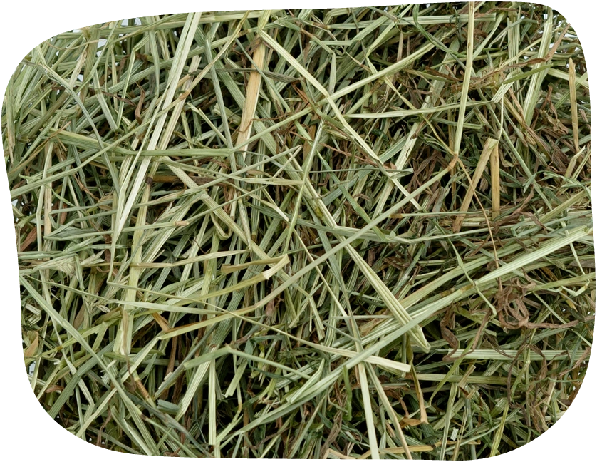 ryegrass hay
