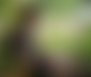 Betsy’s Bedtime Bovine Tales from the North Pole - Episode 15 - Elf’s Mission