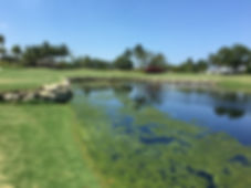 Algae in Lakes summer after renovation.