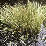 acorus-gramineus-argenteostriatus-.jpg
