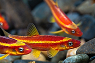 notropis cyprin.jpg