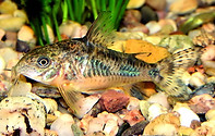 corydoras-paleatus poivré.jpg