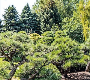 jardin coniferes_edited.jpg