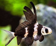 myxocyprinus asiaticus.jpg
