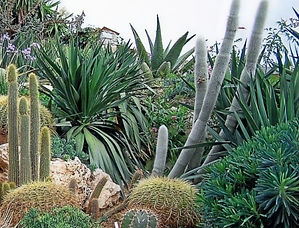 jardin cactus_edited.jpg