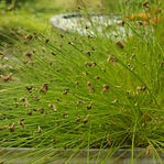 scirpus-cernuus.jpg