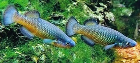 crenichthys baileyi_edited.jpg