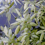 callitriche-palustris.jpg