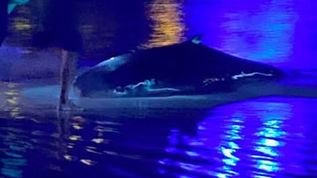 Ao ficamos tomados de grave desânimo, a orca pareceu entender o que estava a suceder.