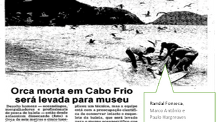 Os repórteres do jornal O Globo vieram a Arraial do Cabo para saber mais sobre a orca morta.