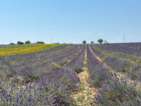 【フランス】南仏プロヴァンスの絶景!ラベンダー畑の村、ヴァランソル(Valensole)へ